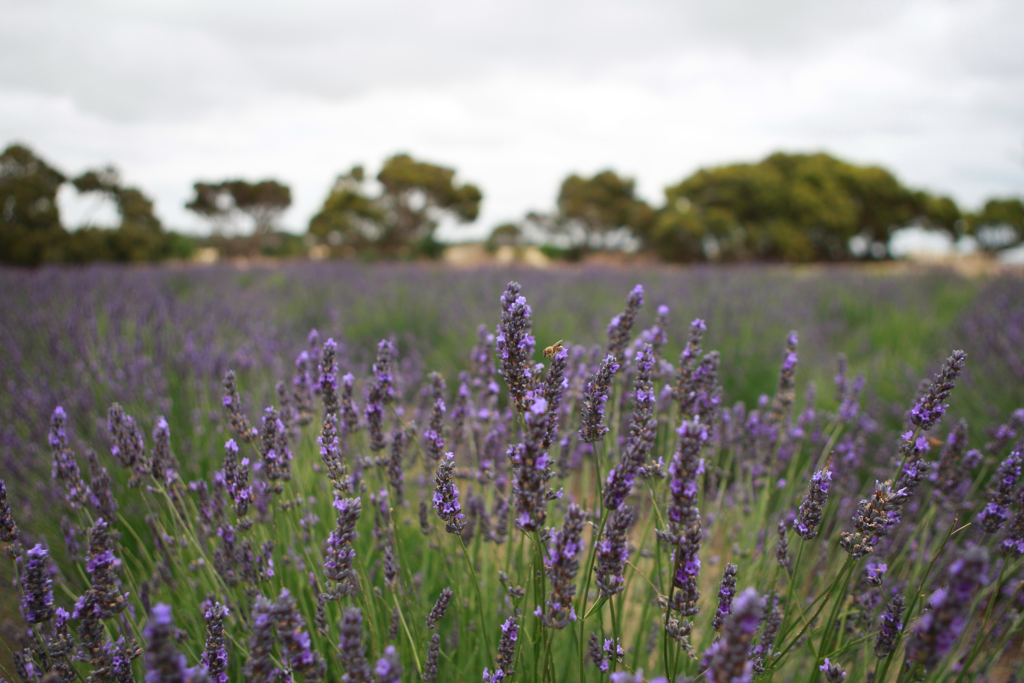 Australia_Tasmania_24