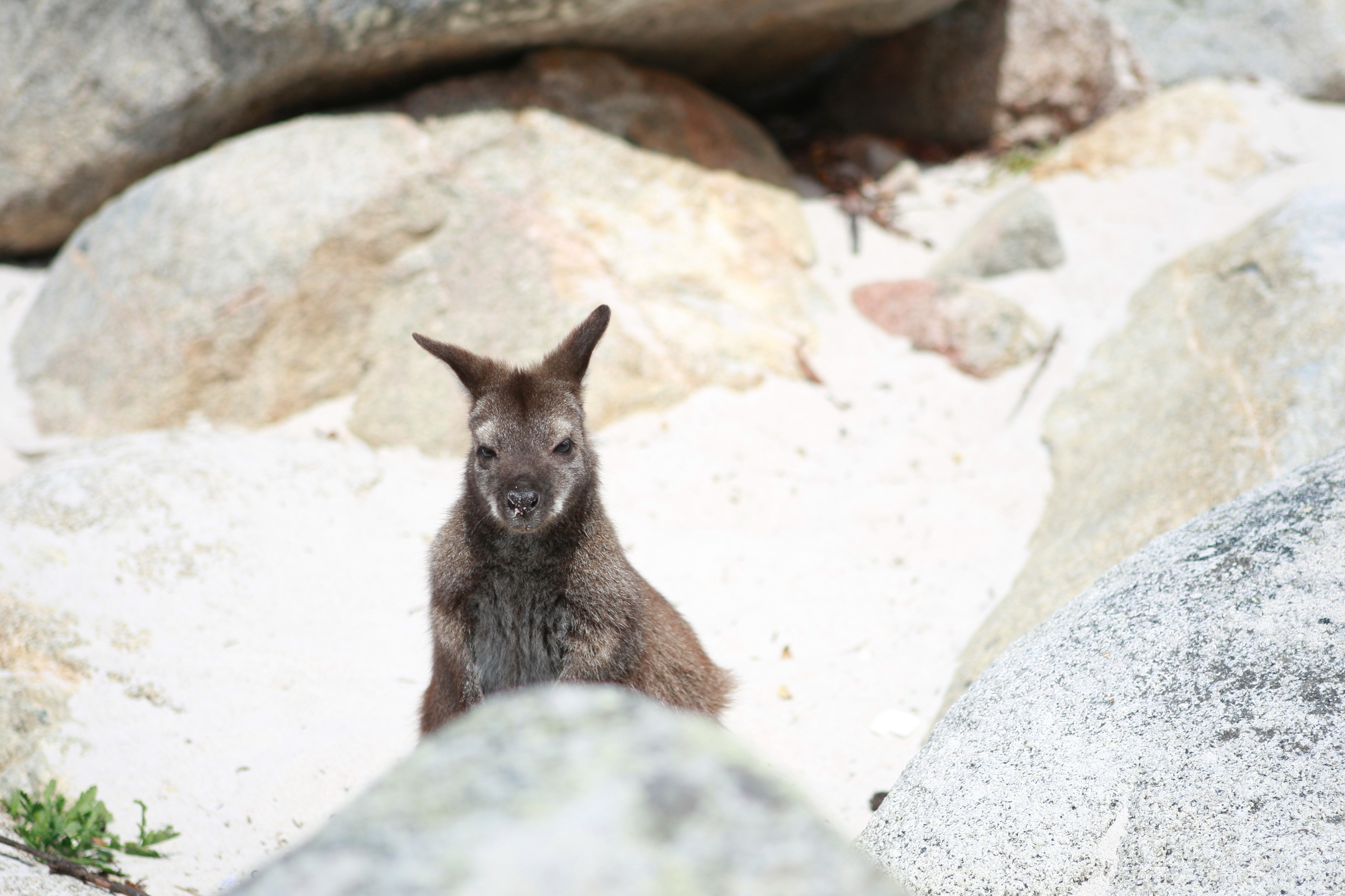 Australia_Wildlife_01