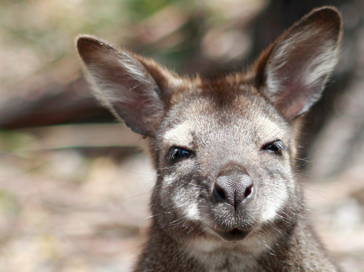 Australia_Wildlife_02