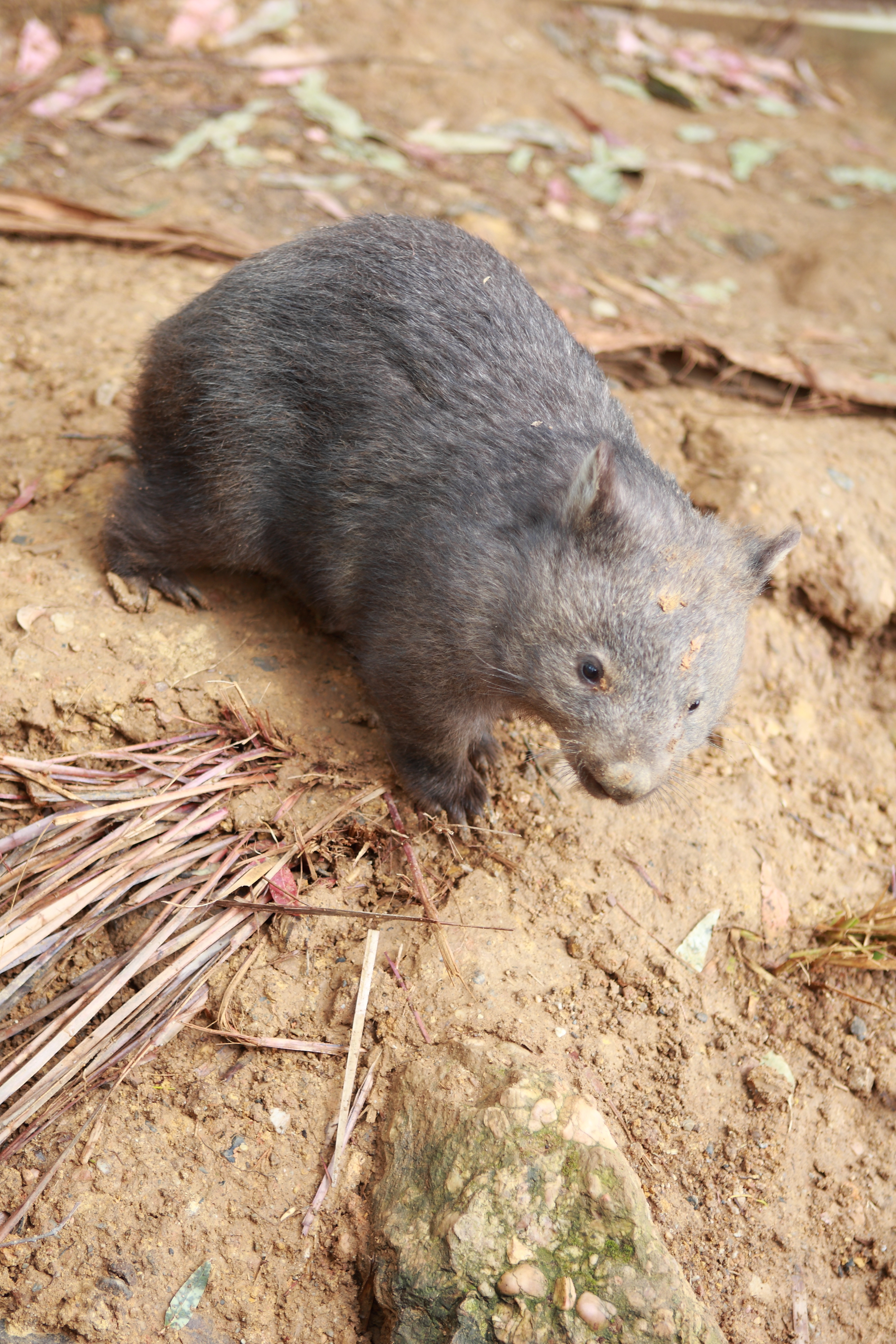 Australia_Wildlife_03