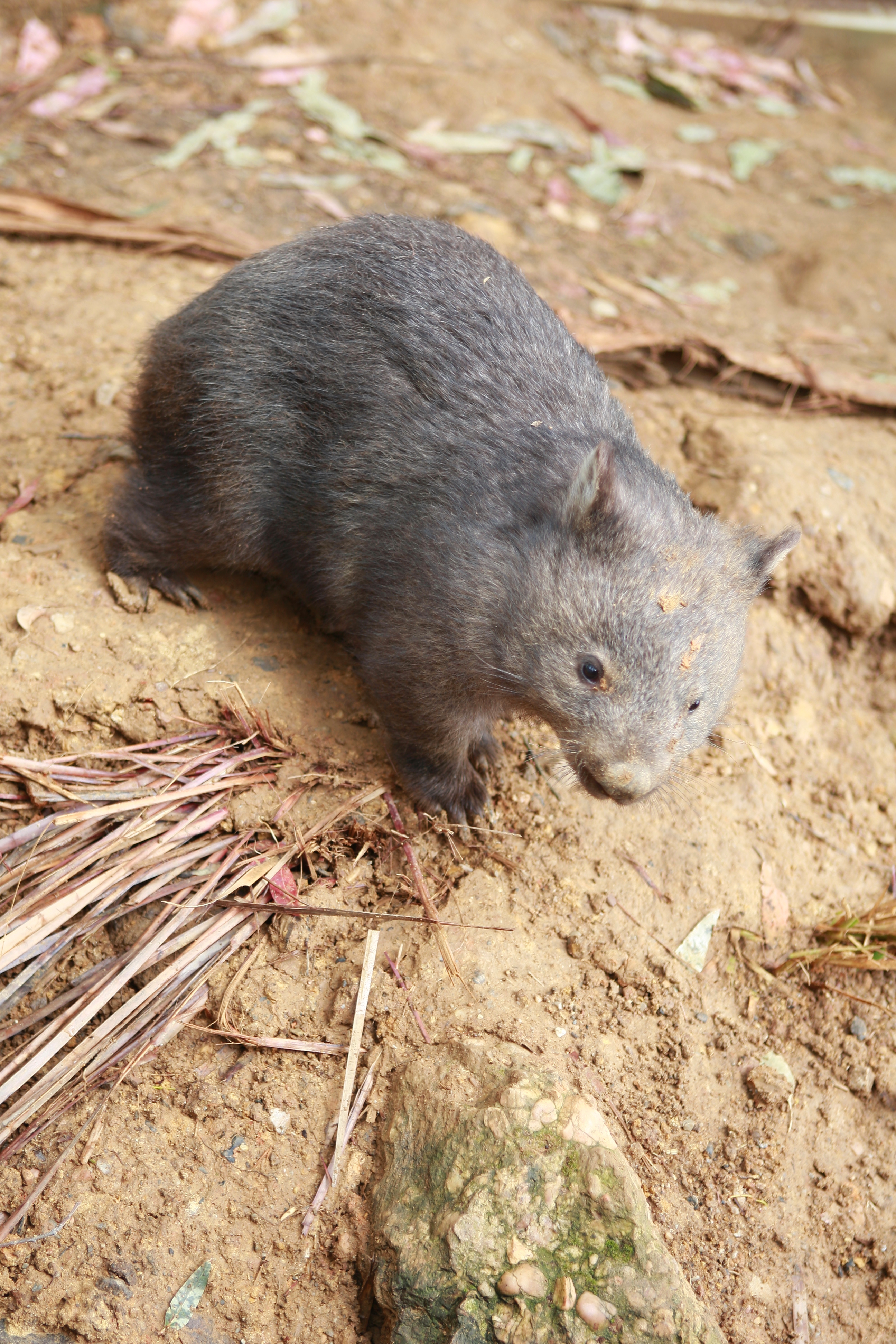 Australia_Wildlife_04