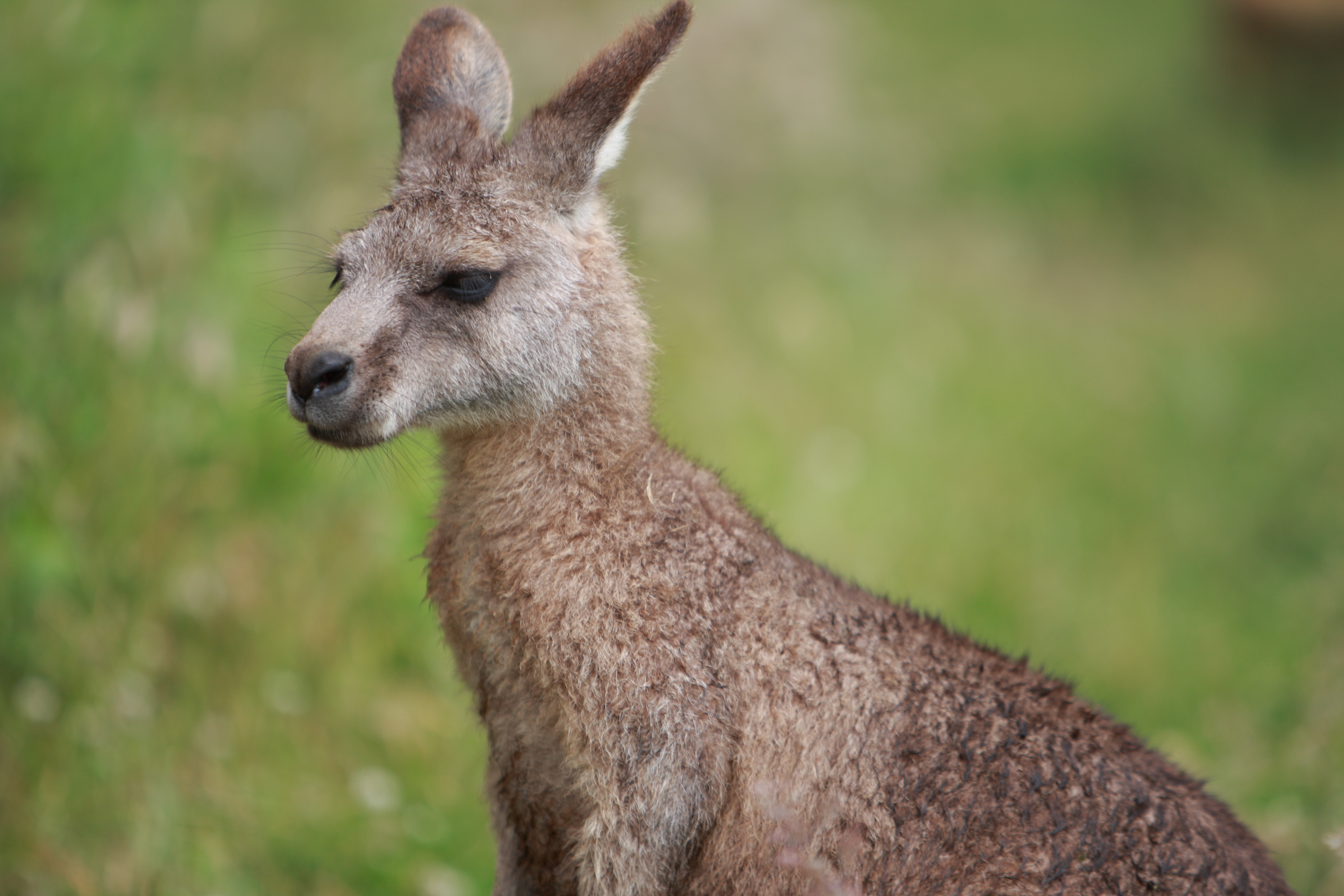 Australia_Wildlife_07