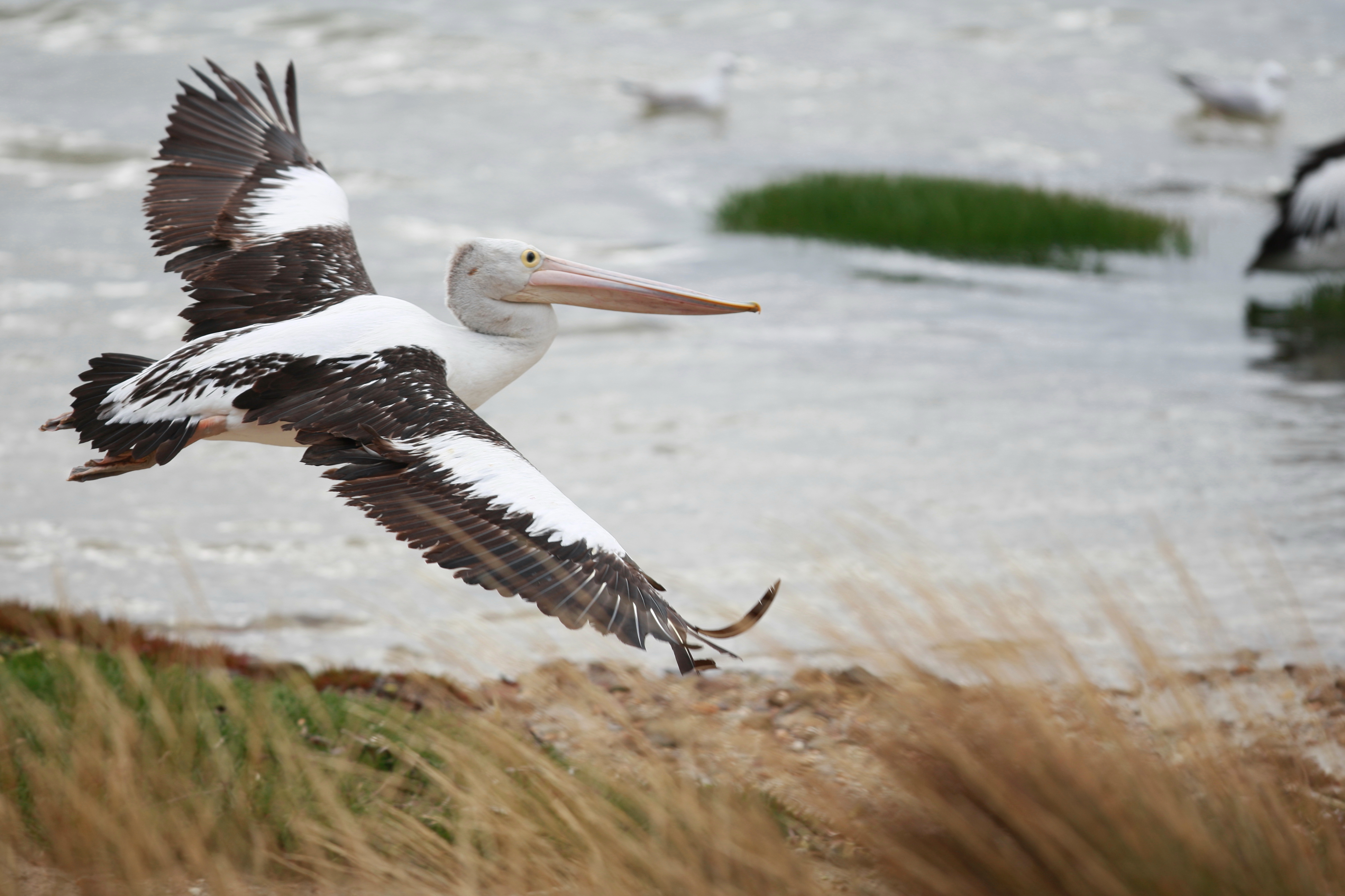 Australia_Wildlife_105