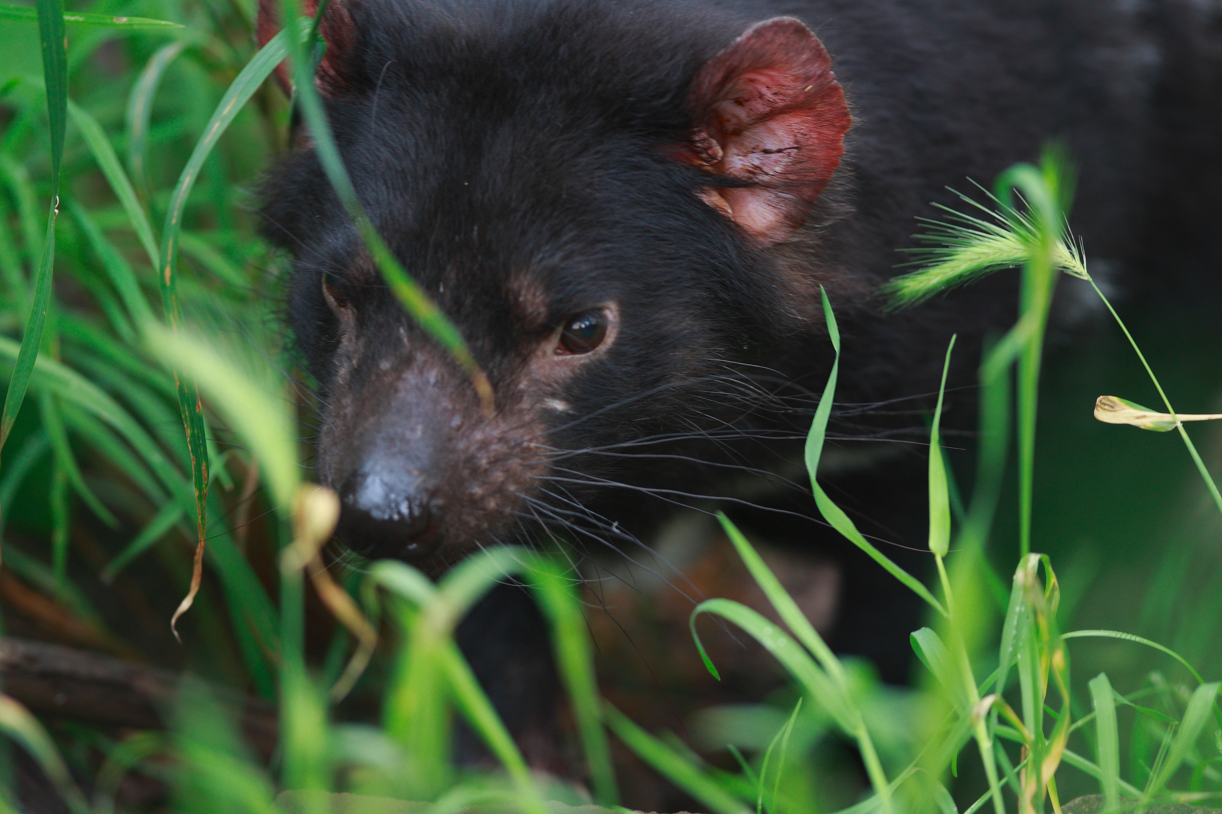 Australia_Wildlife_107