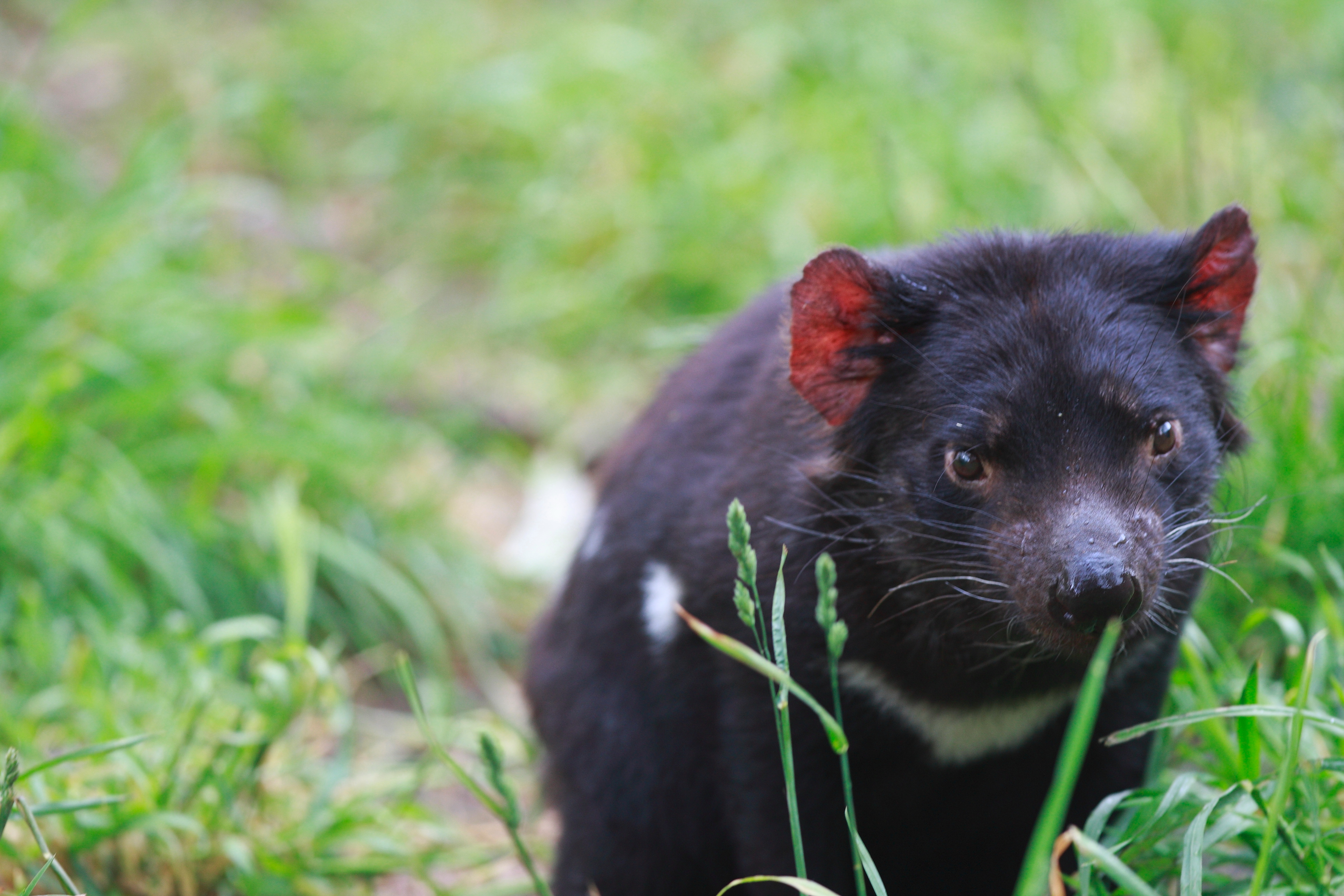 Australia_Wildlife_109