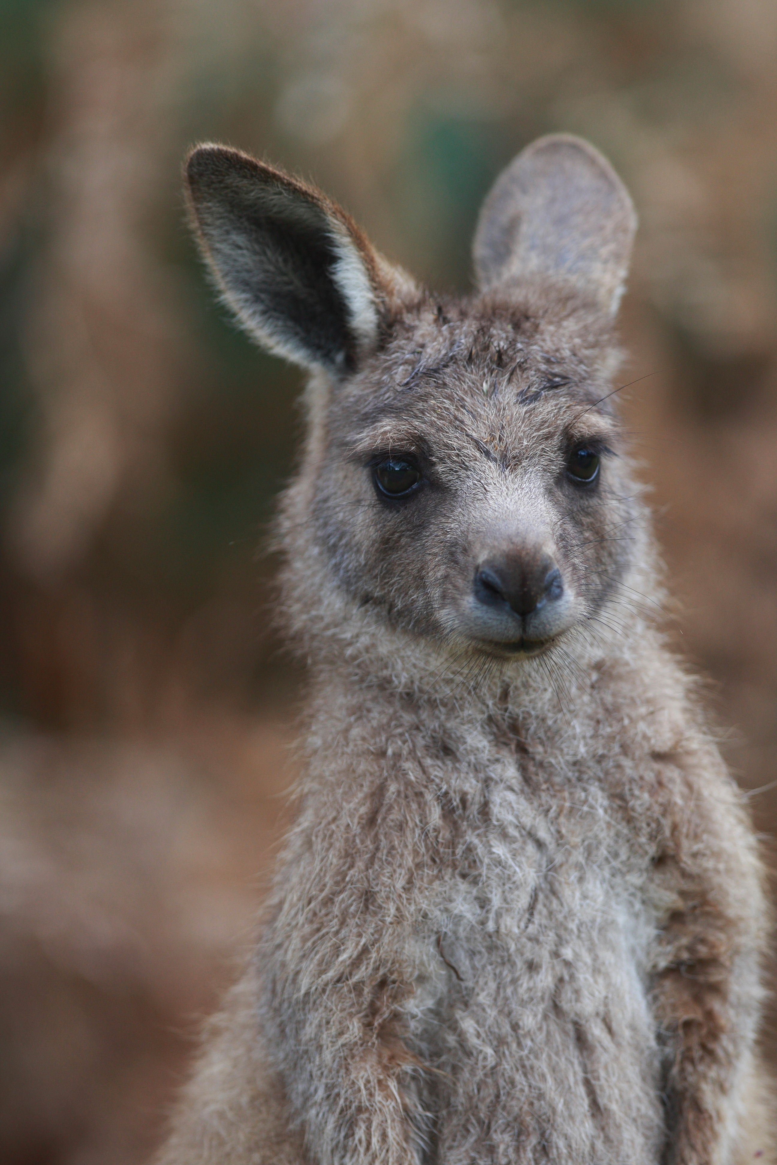 Australia_Wildlife_110