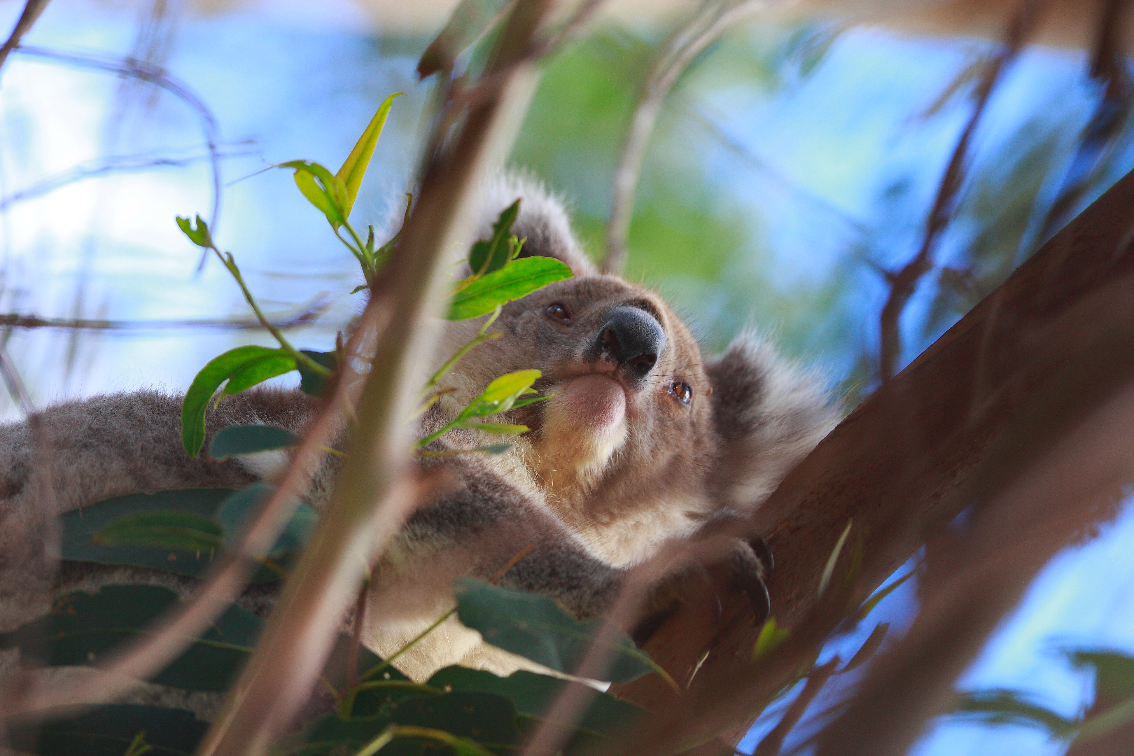 Australia_Wildlife_113