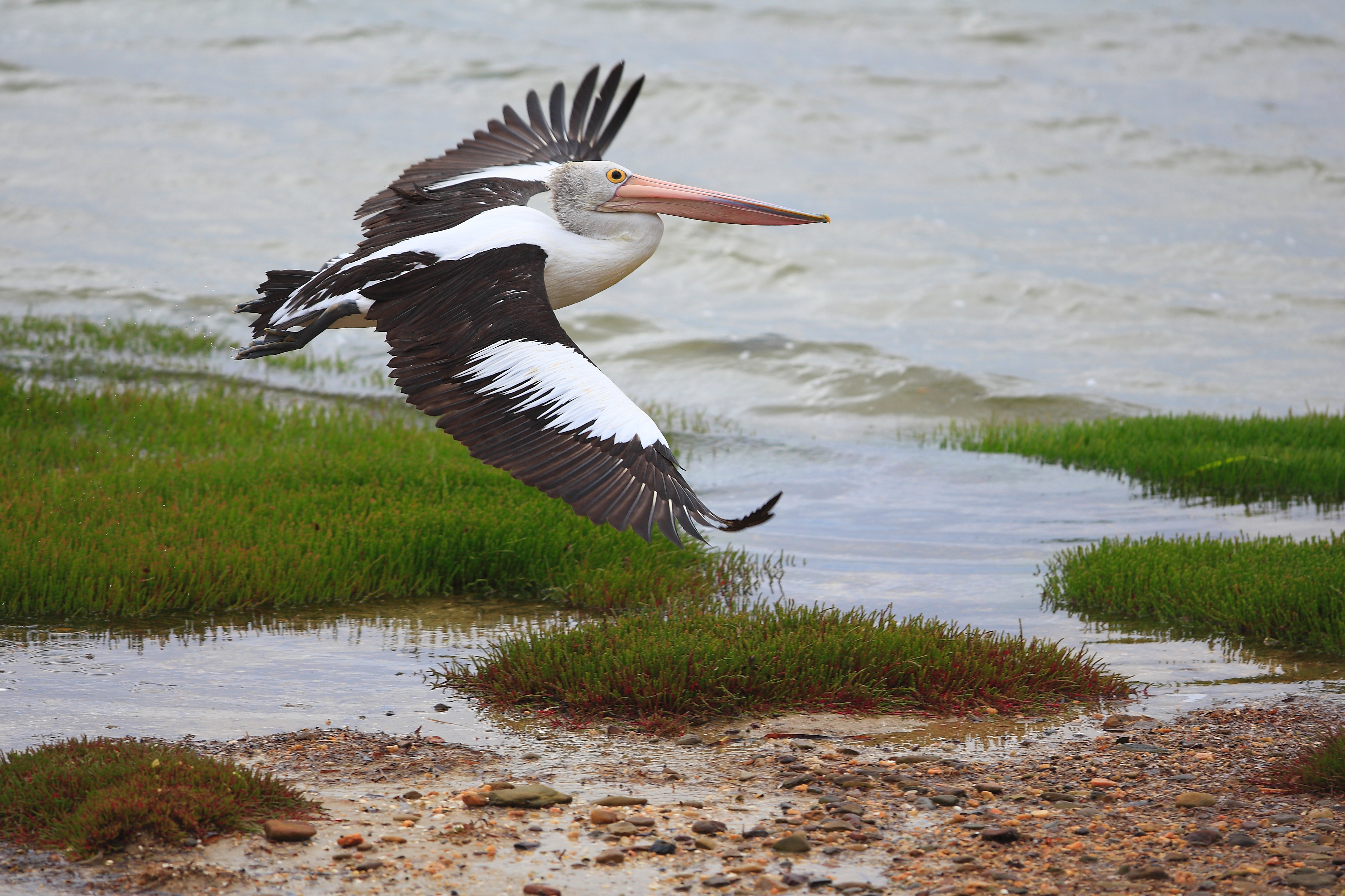 Australia_Wildlife_114