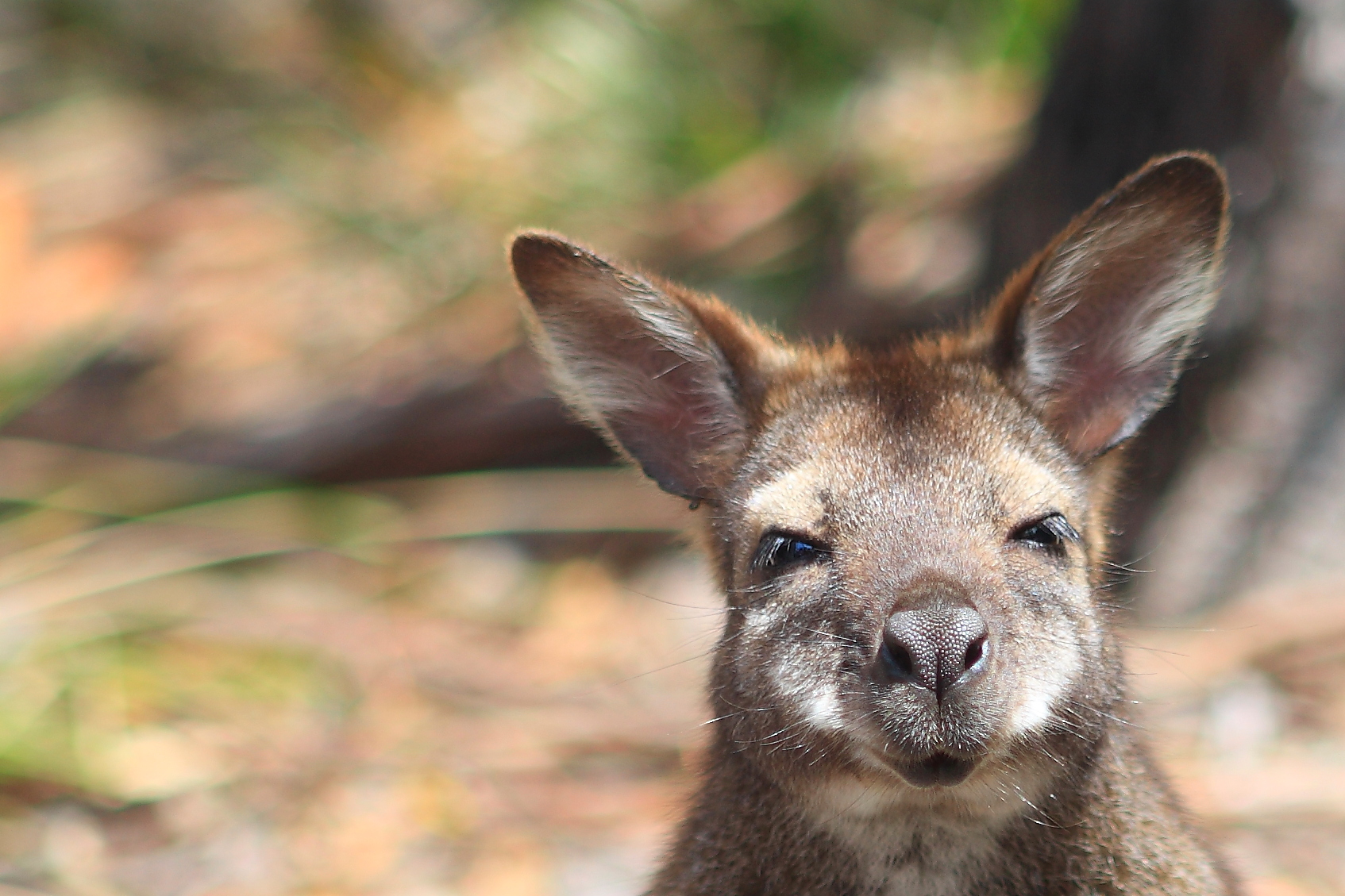 Australia_Wildlife_115