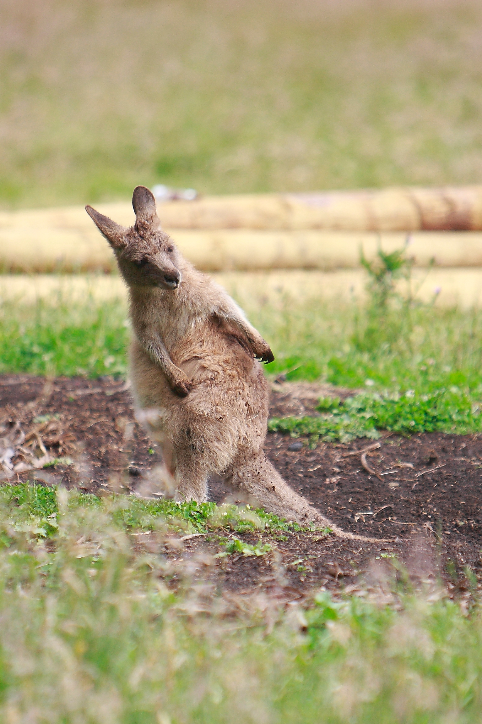 Australia_Wildlife_116