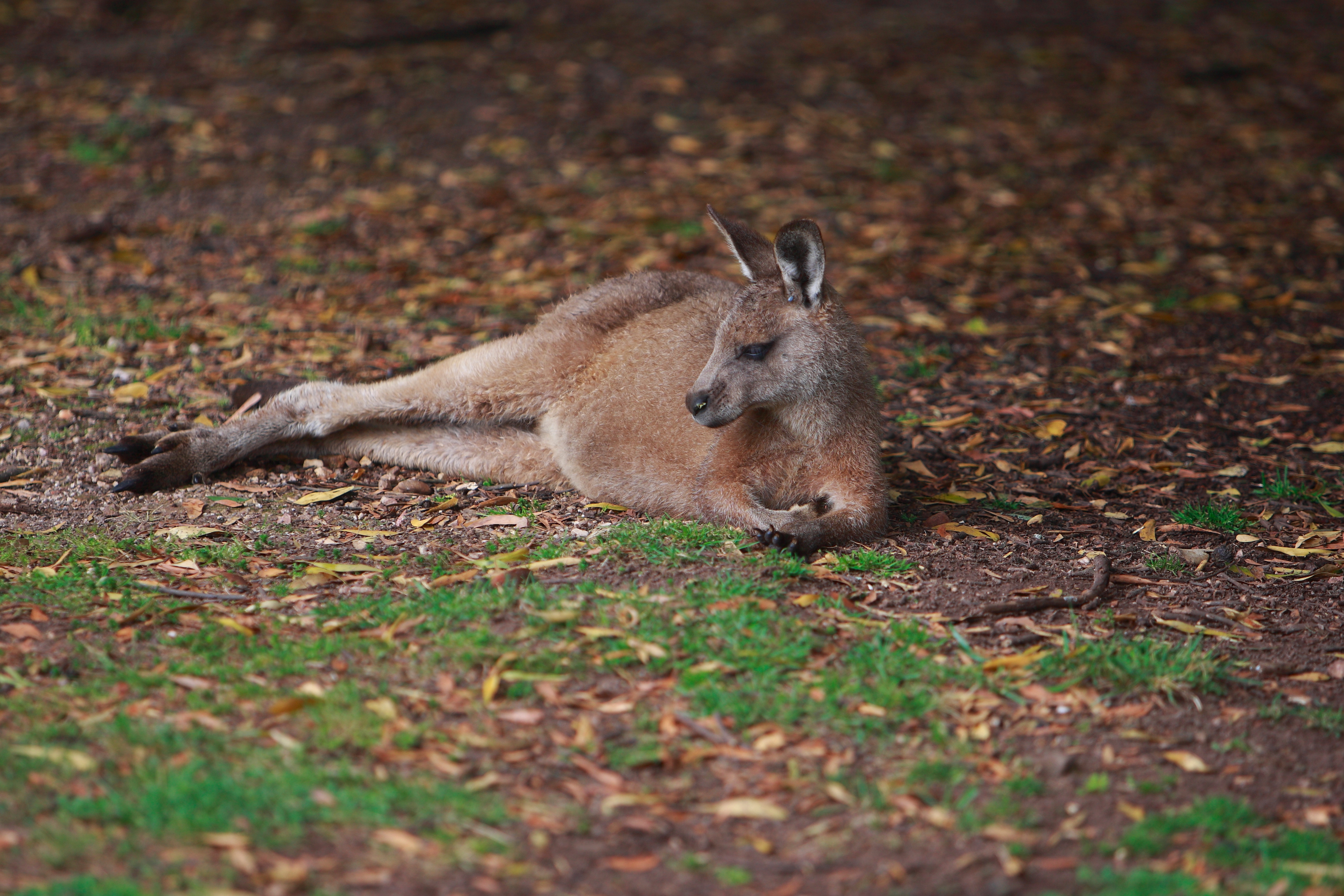 Australia_Wildlife_118