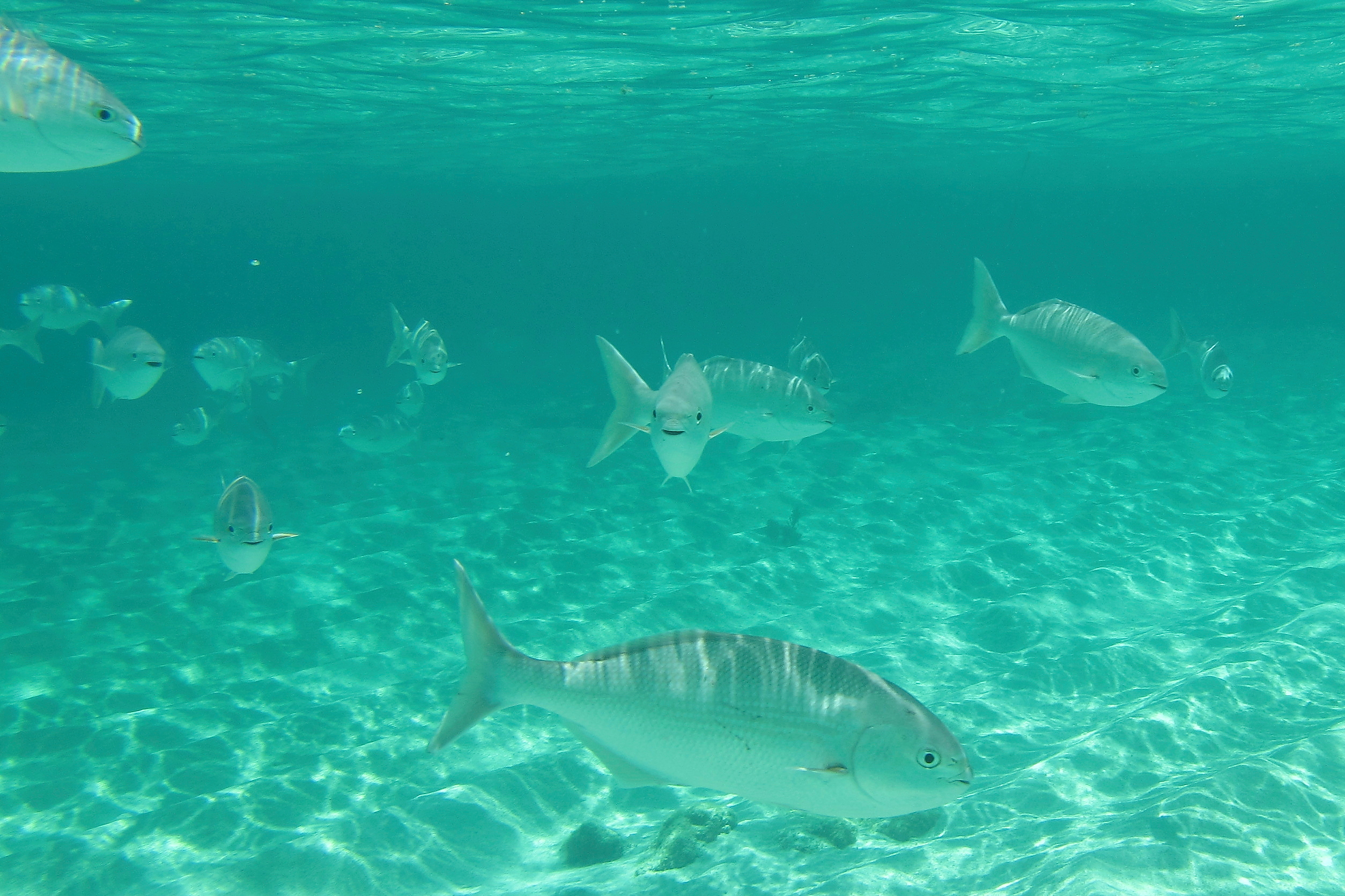 Australia_Wildlife_120