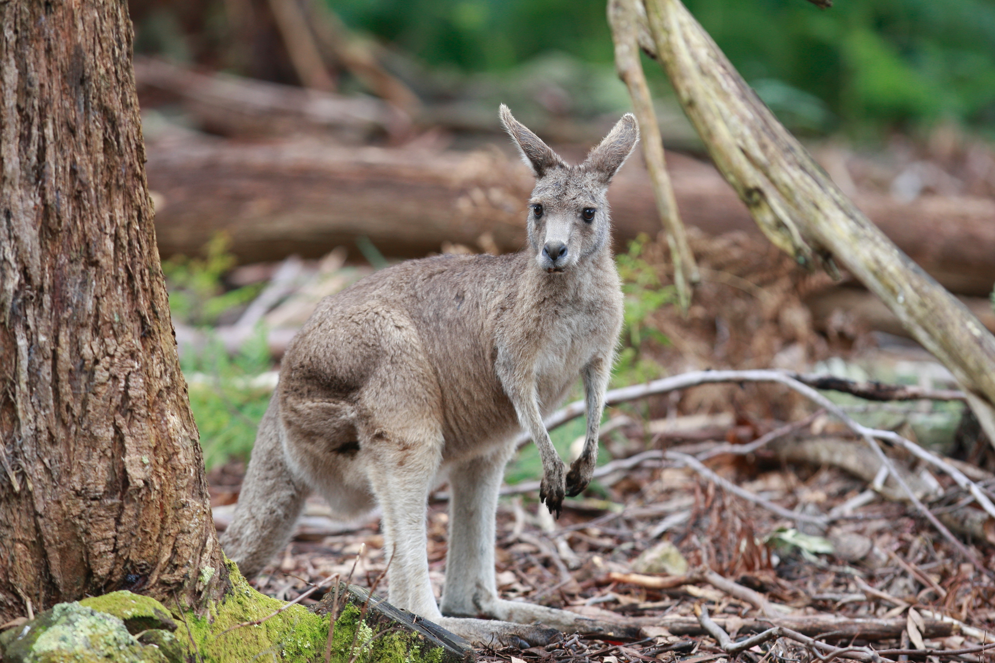 Australia_Wildlife_28