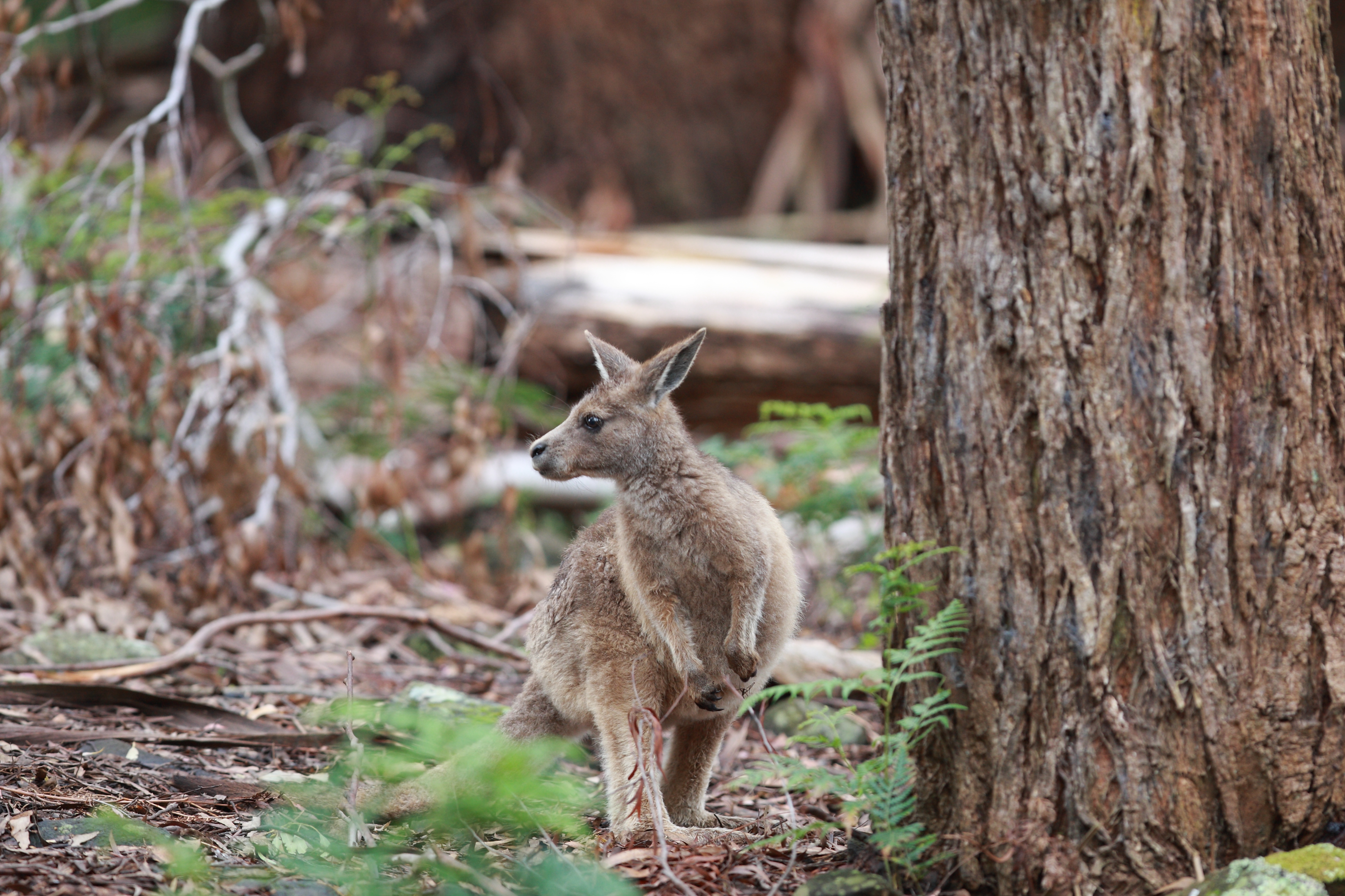 Australia_Wildlife_30