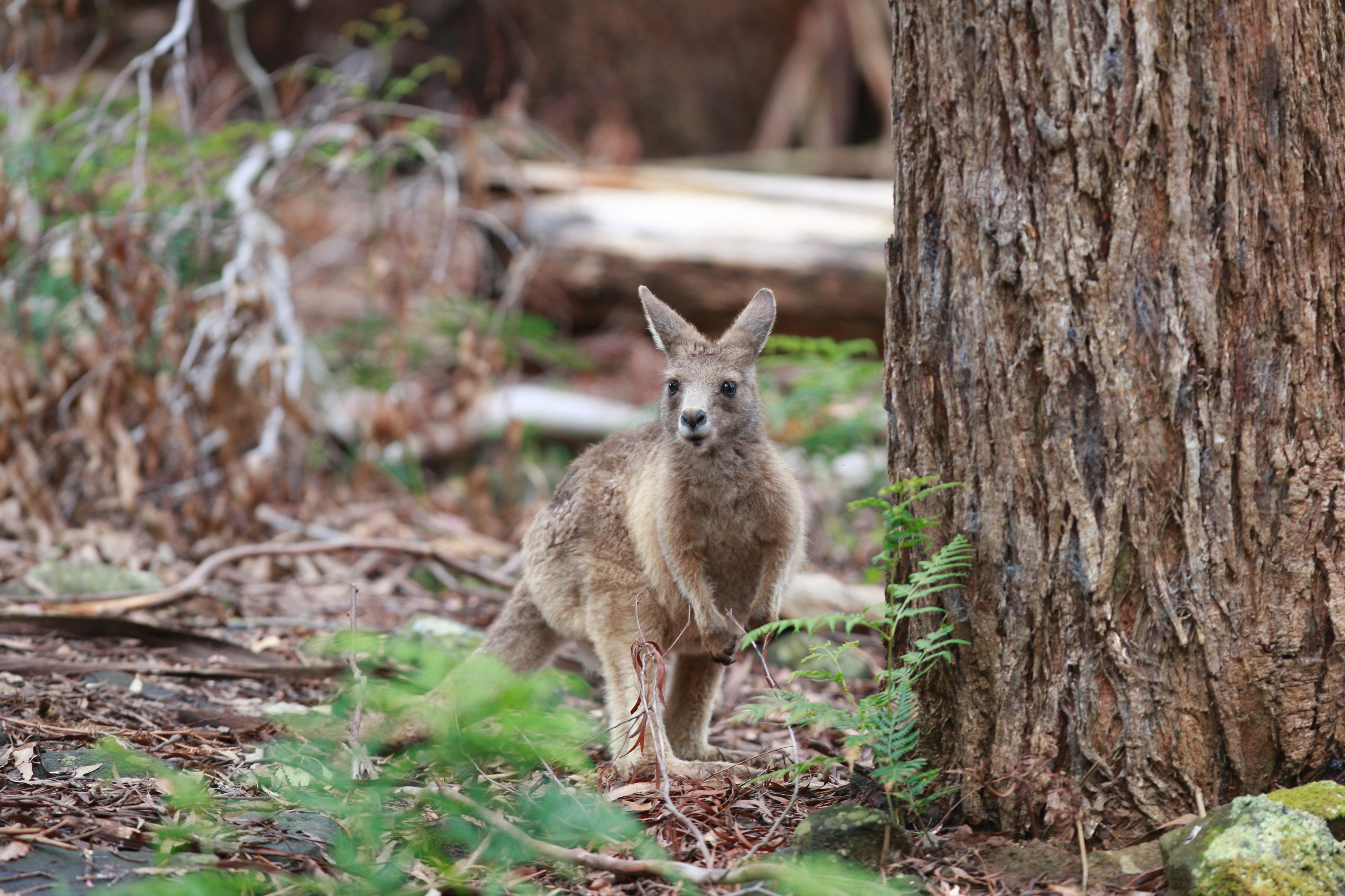Australia_Wildlife_33