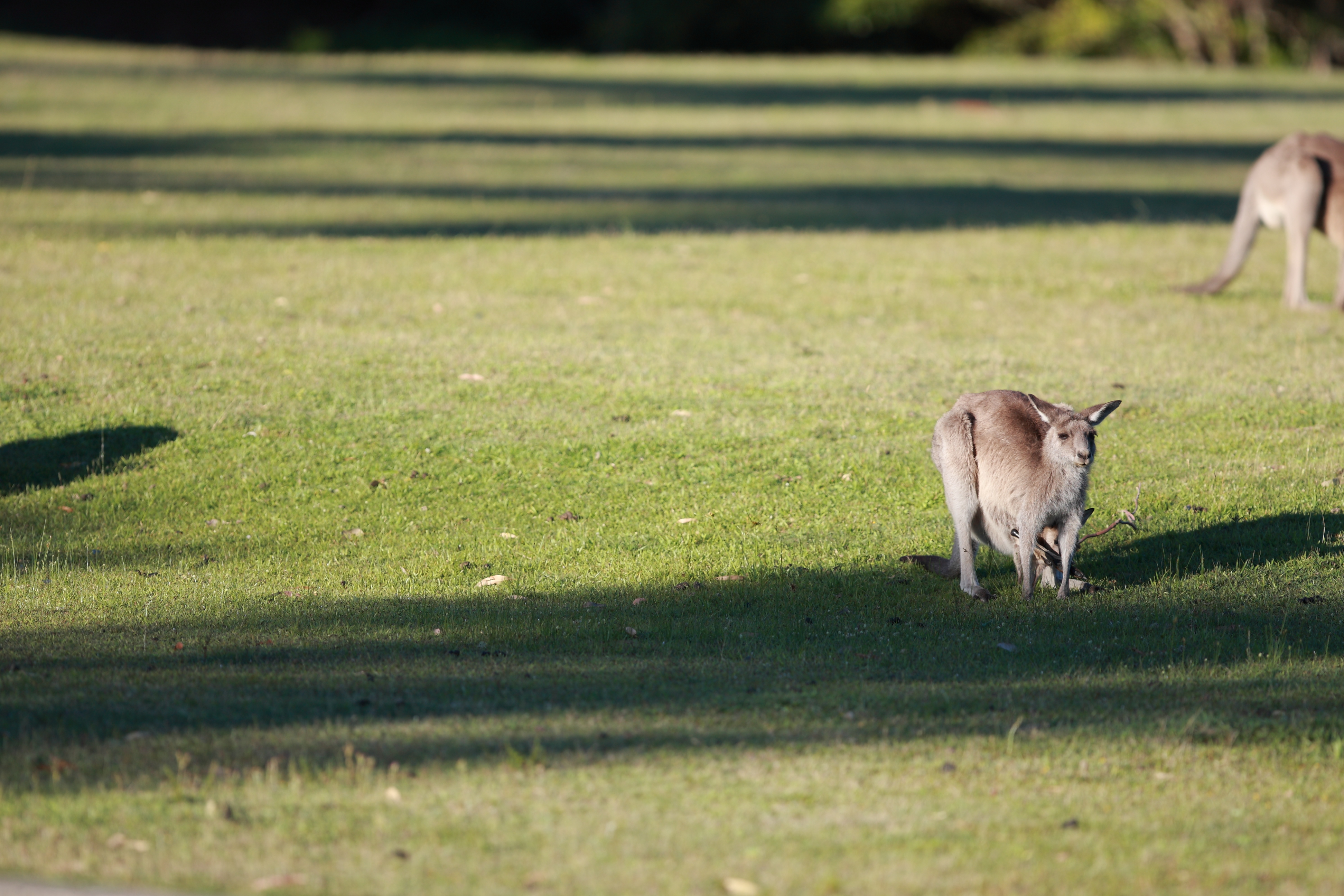 Australia_Wildlife_48