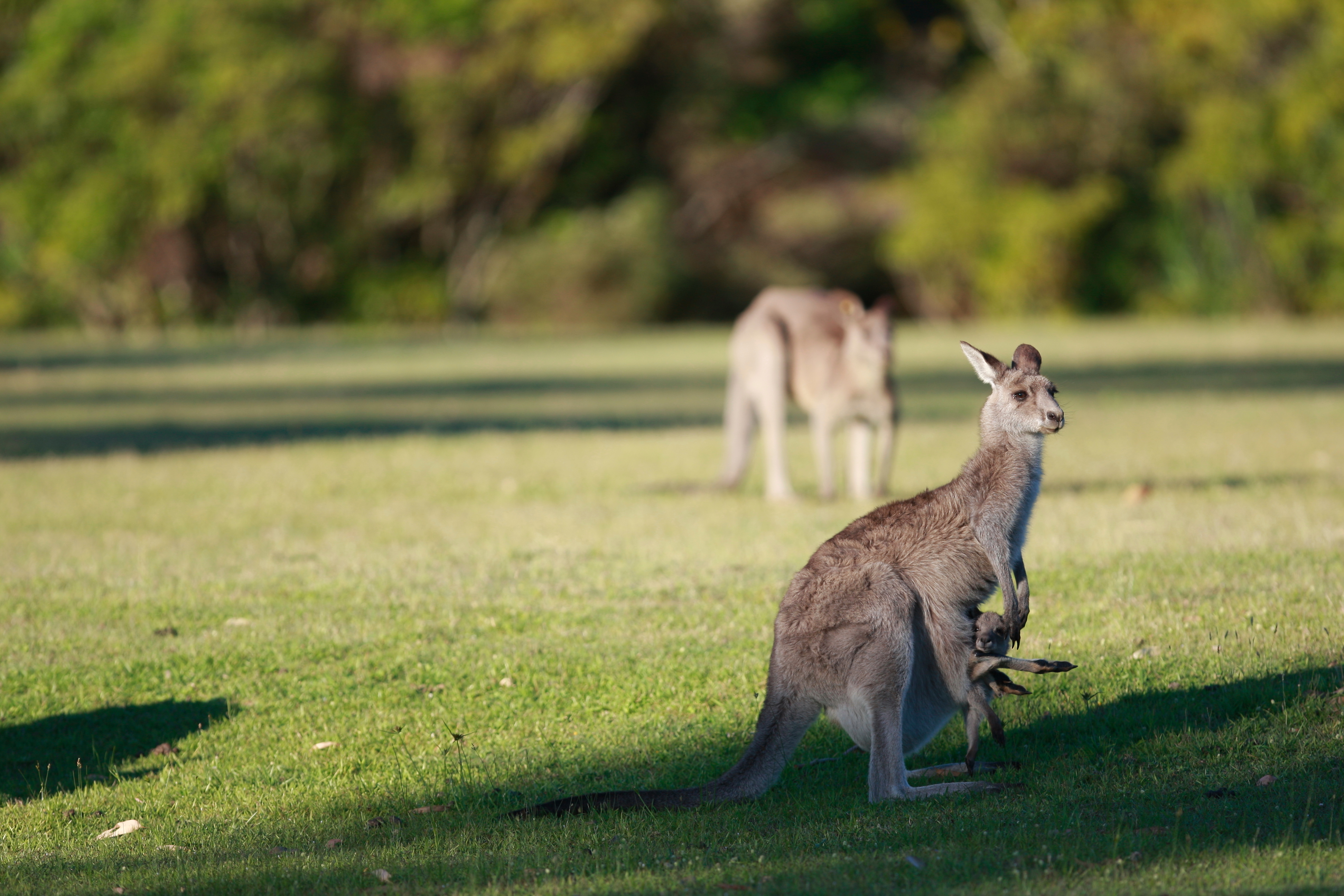 Australia_Wildlife_50