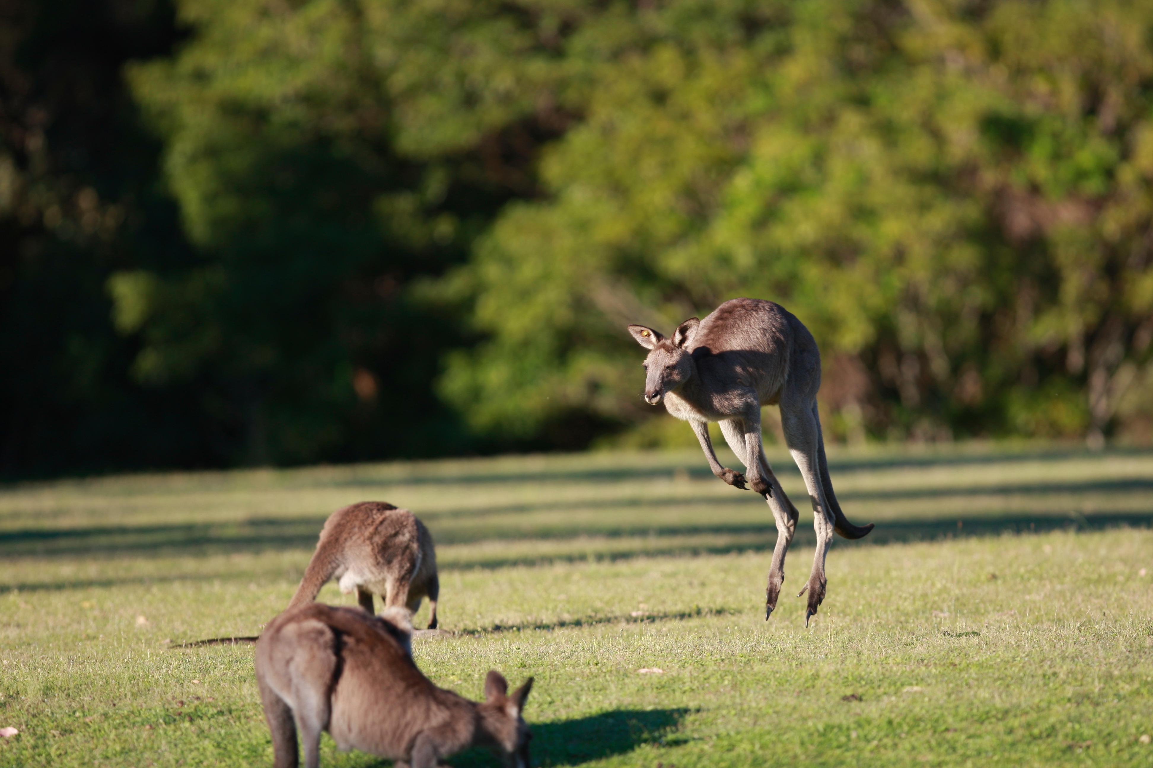 Australia_Wildlife_51