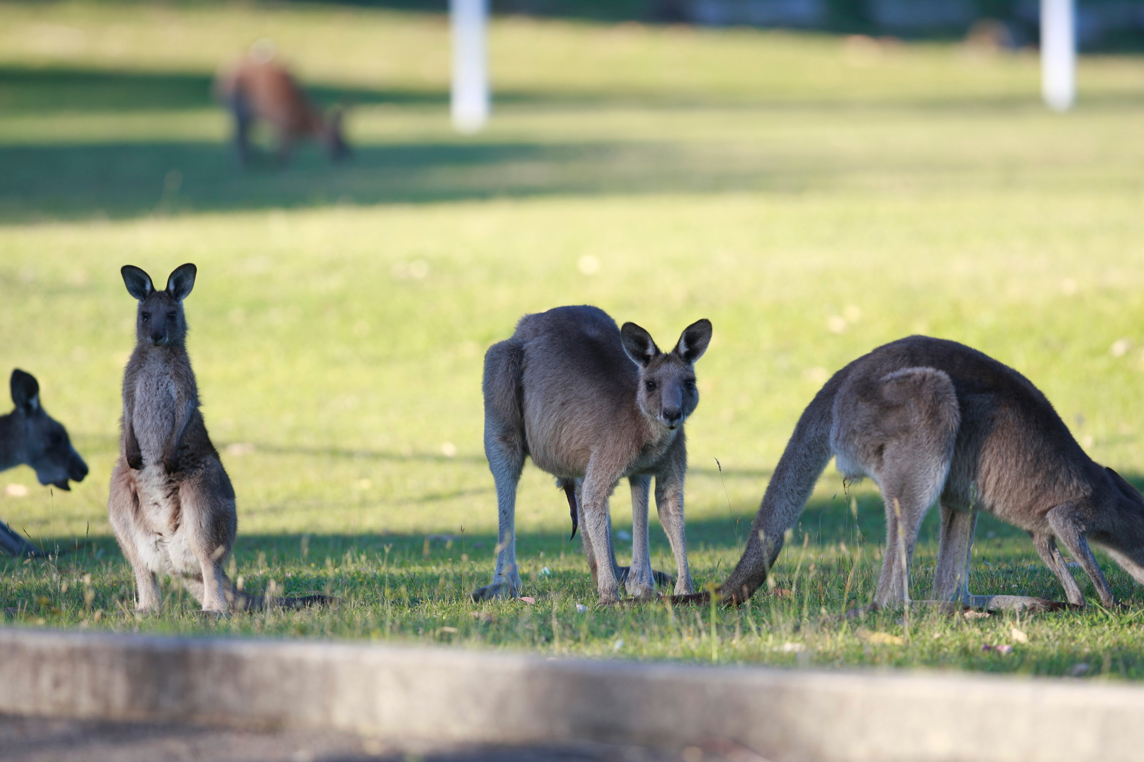 Australia_Wildlife_52