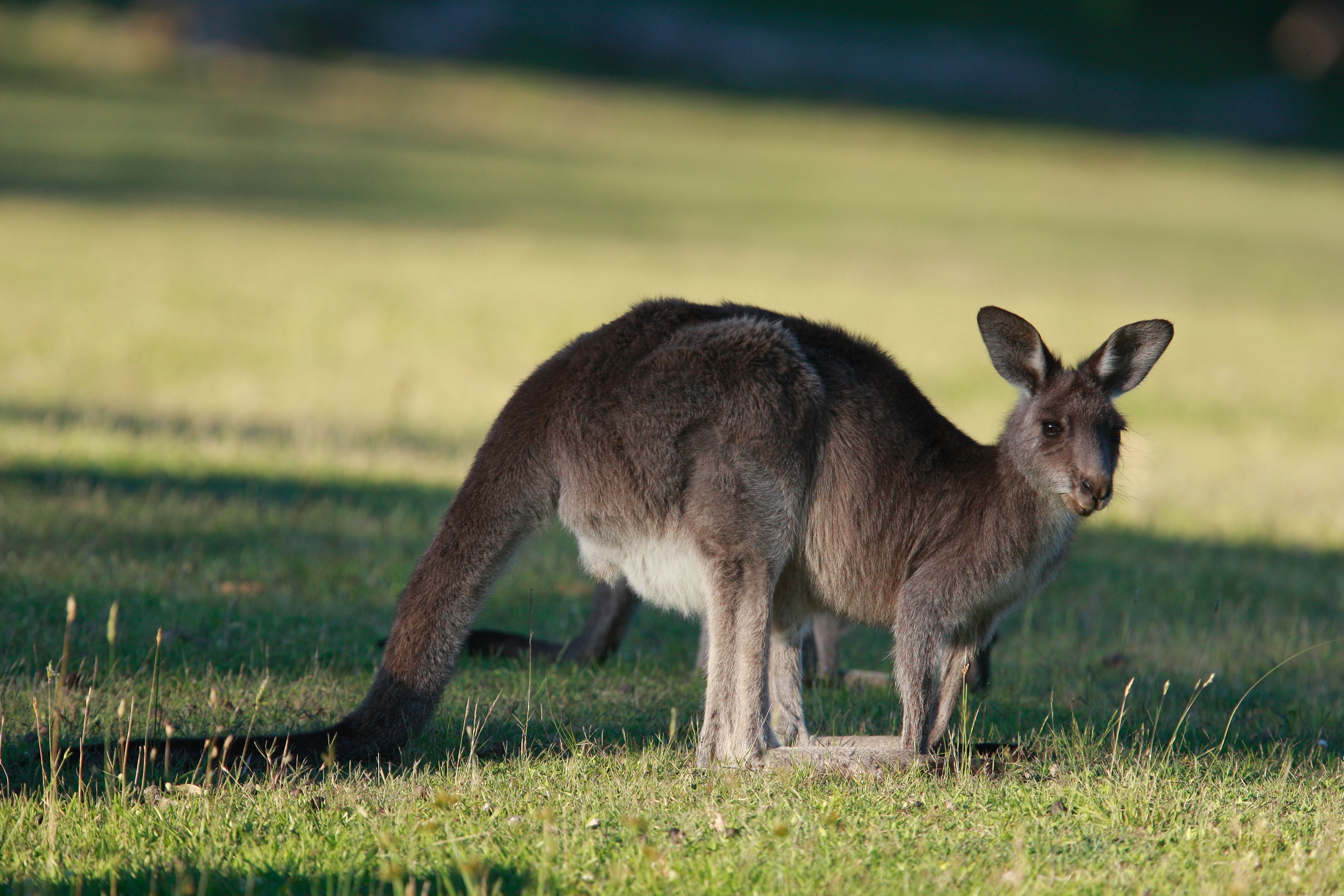 Australia_Wildlife_54