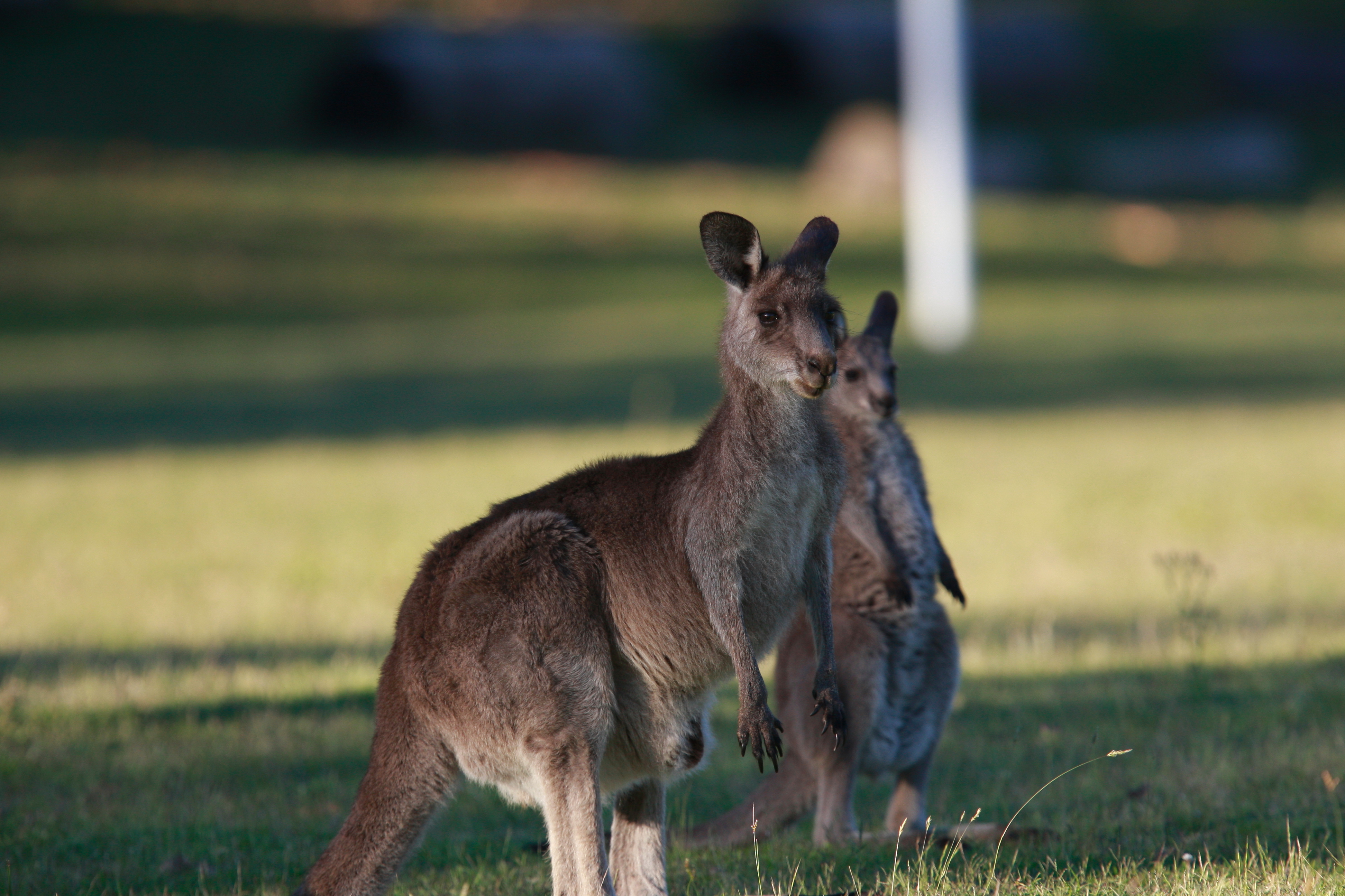 Australia_Wildlife_55