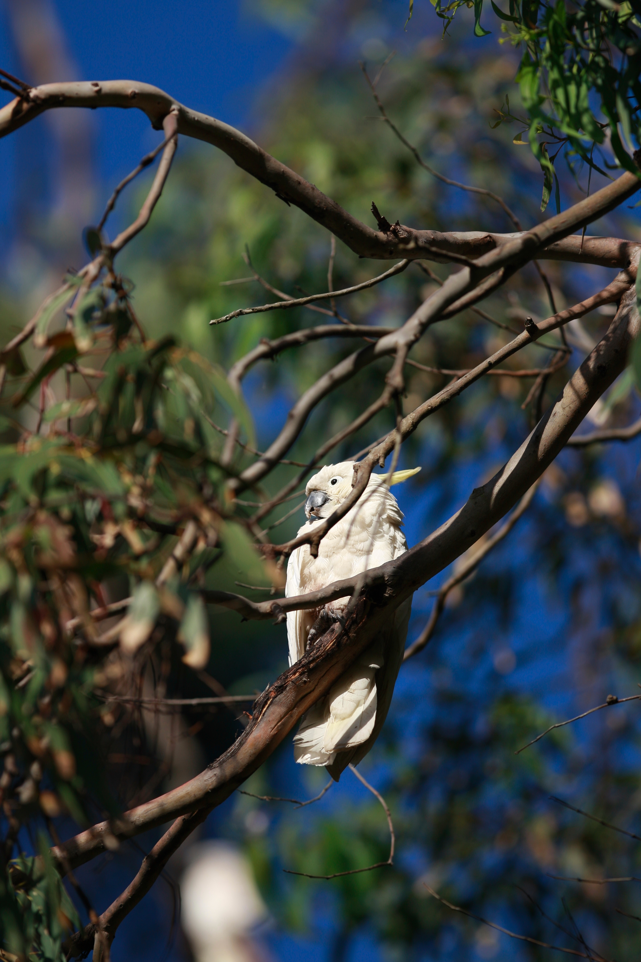 Australia_Wildlife_57