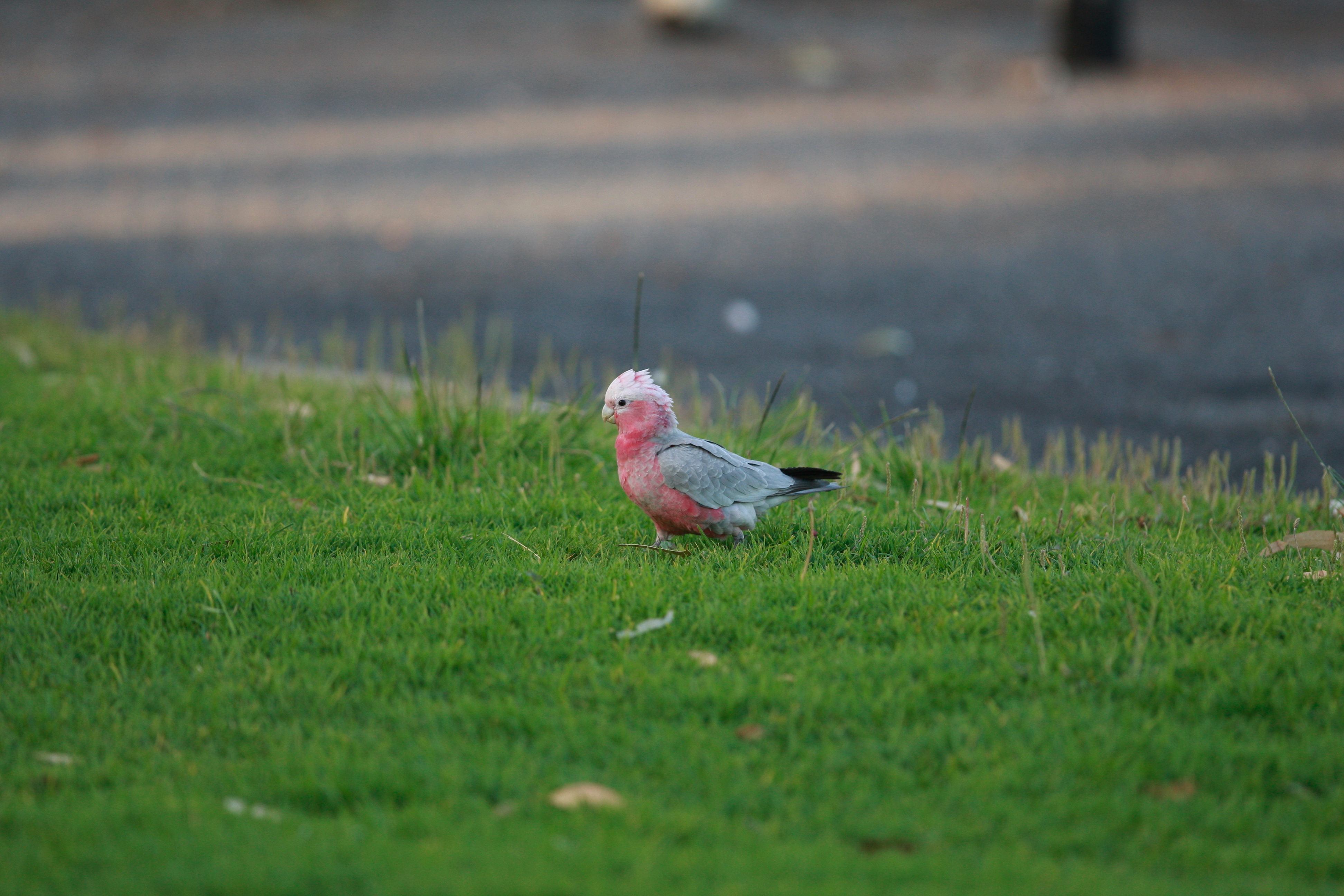 Australia_Wildlife_60