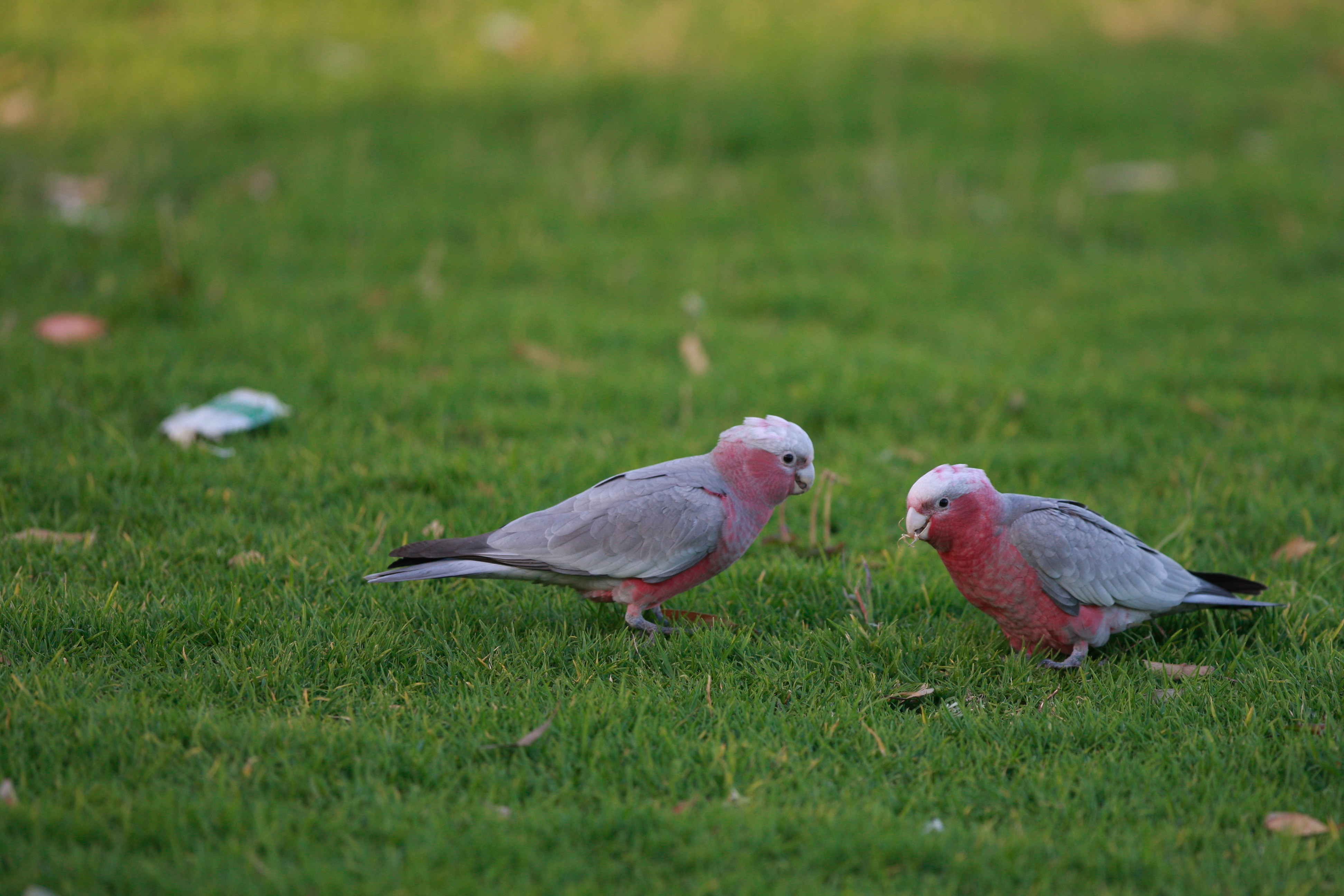 Australia_Wildlife_62