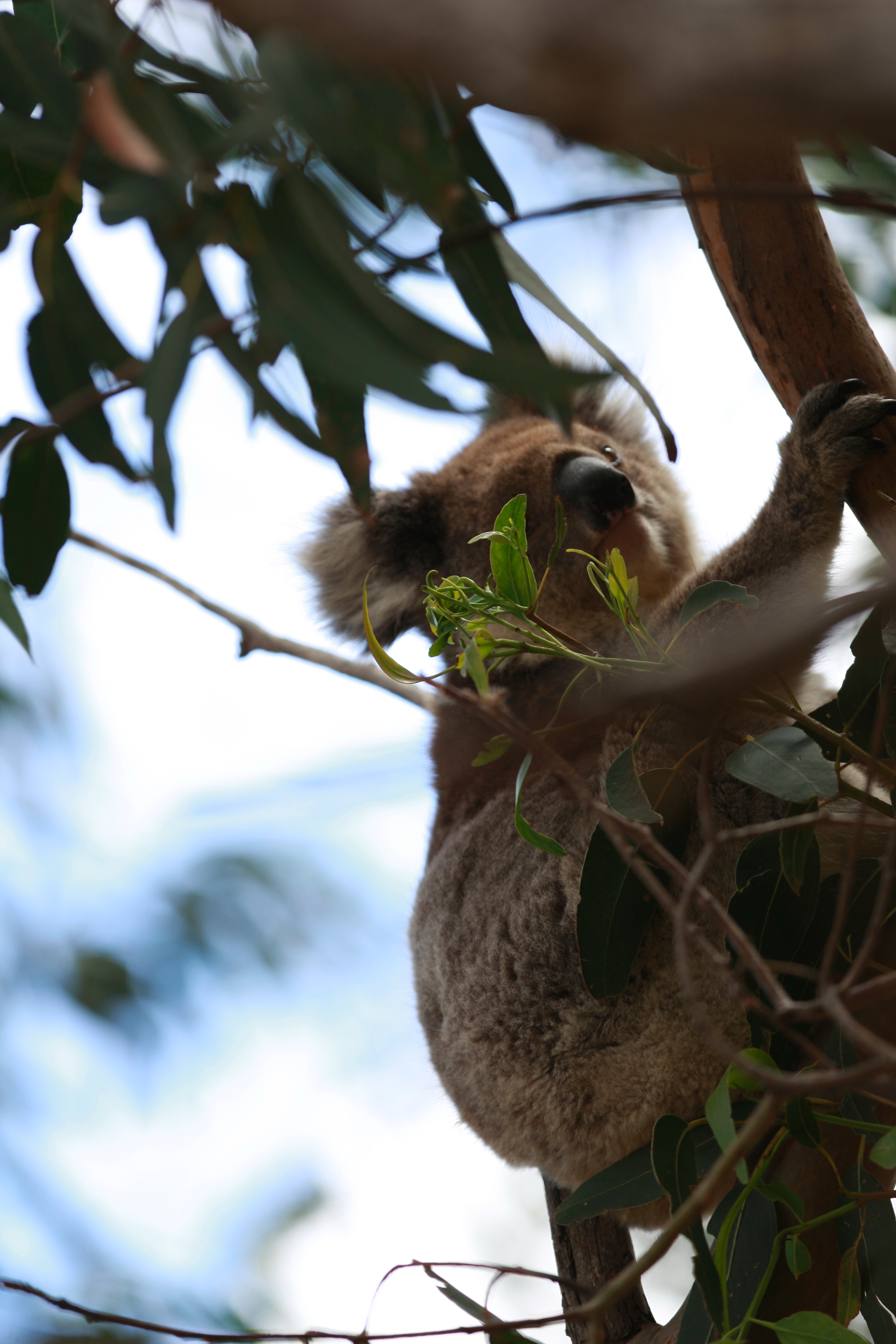 Australia_Wildlife_71