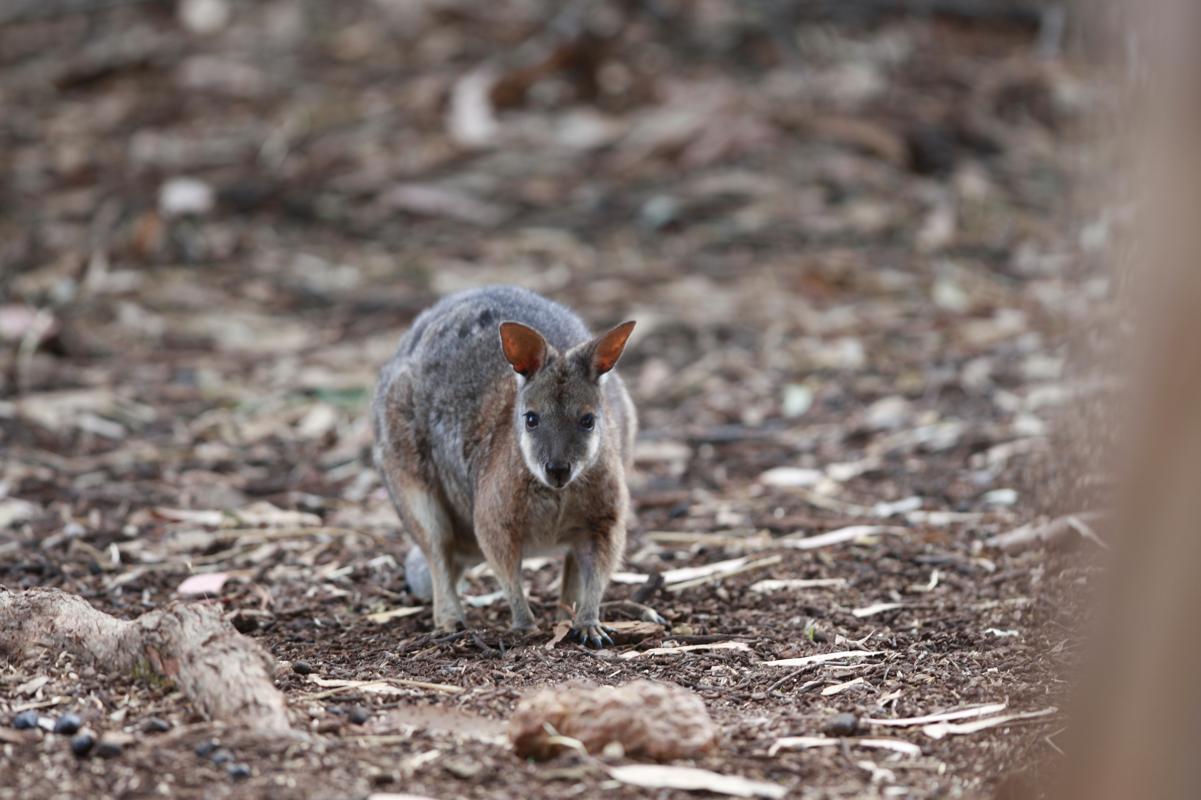 Australia_Wildlife_77