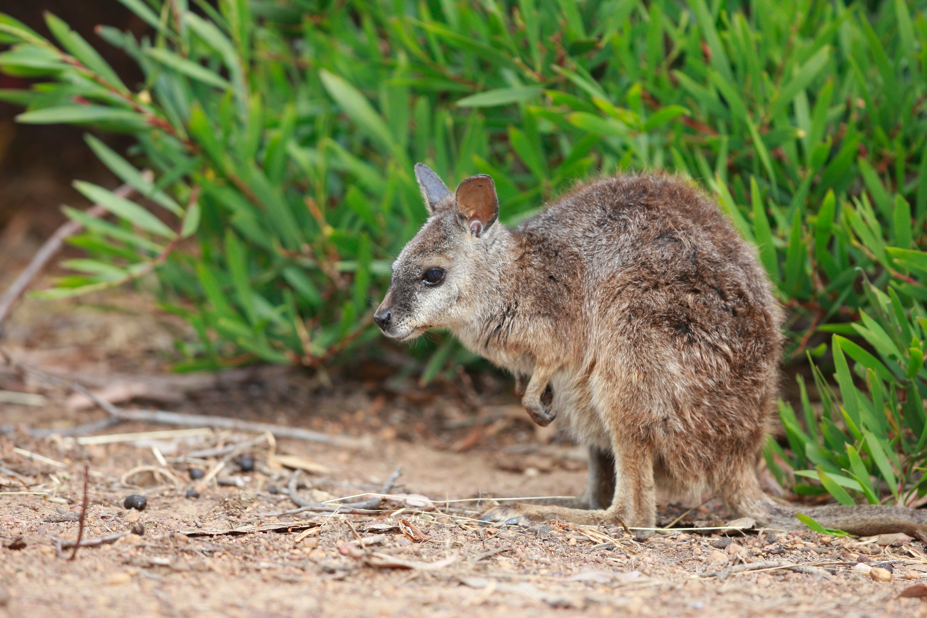 Australia_Wildlife_78