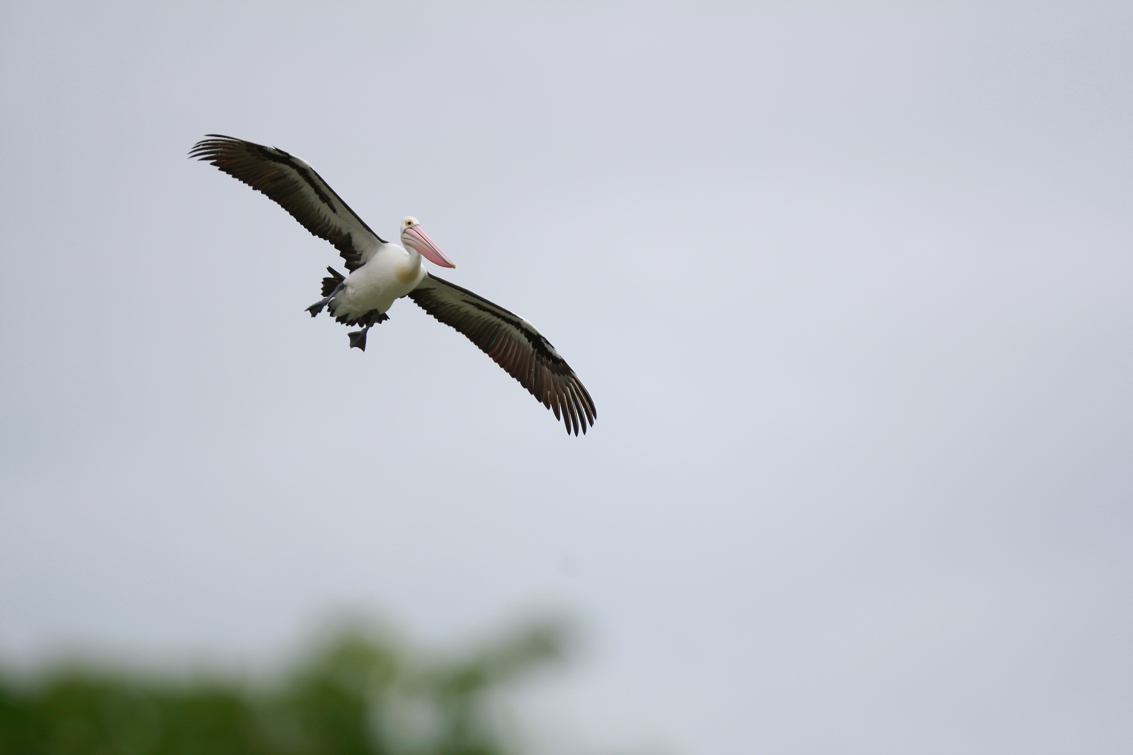 Australia_Wildlife_85