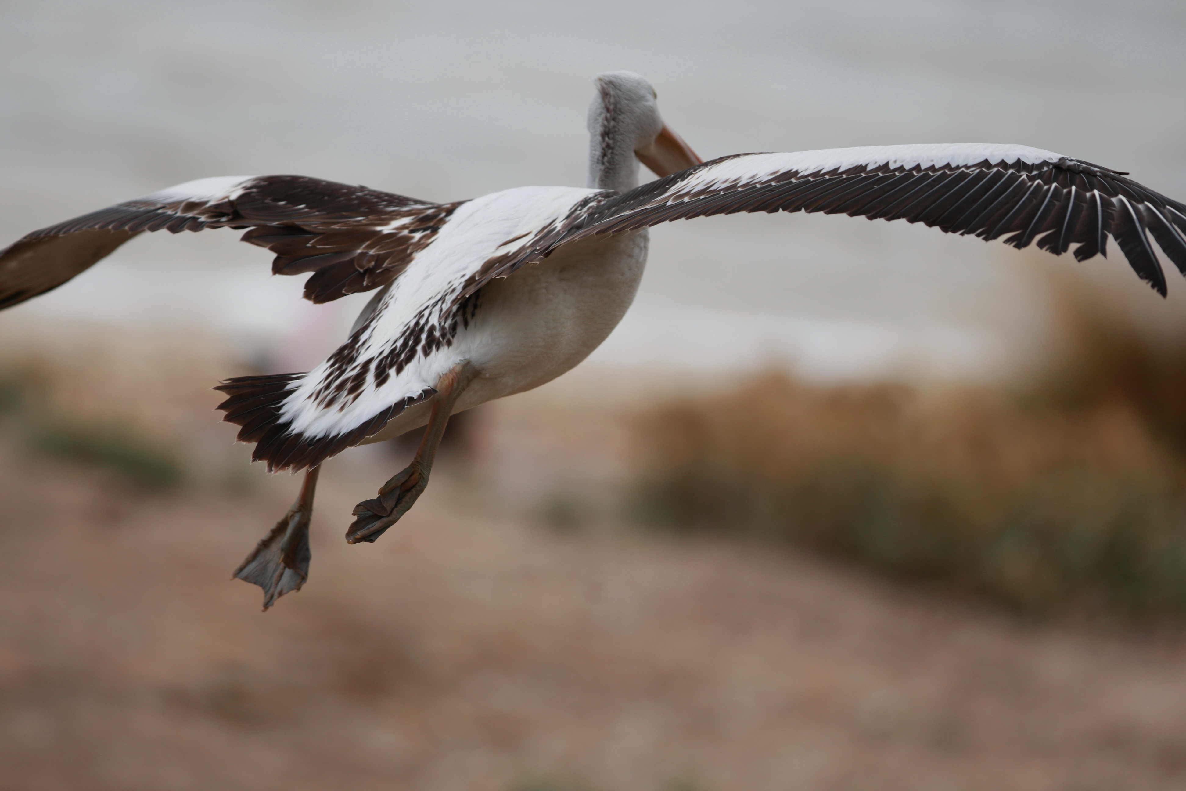 Australia_Wildlife_87