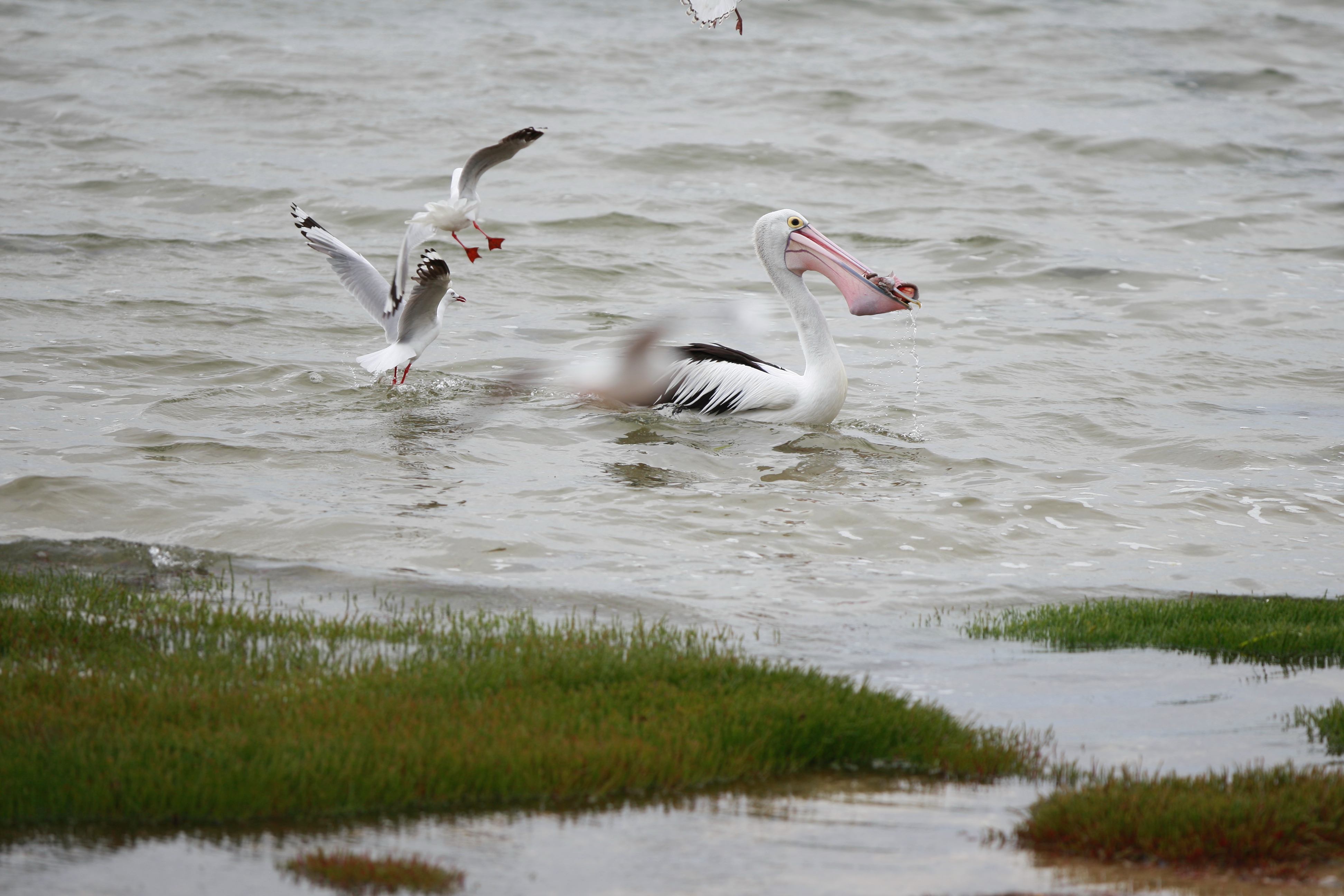 Australia_Wildlife_93