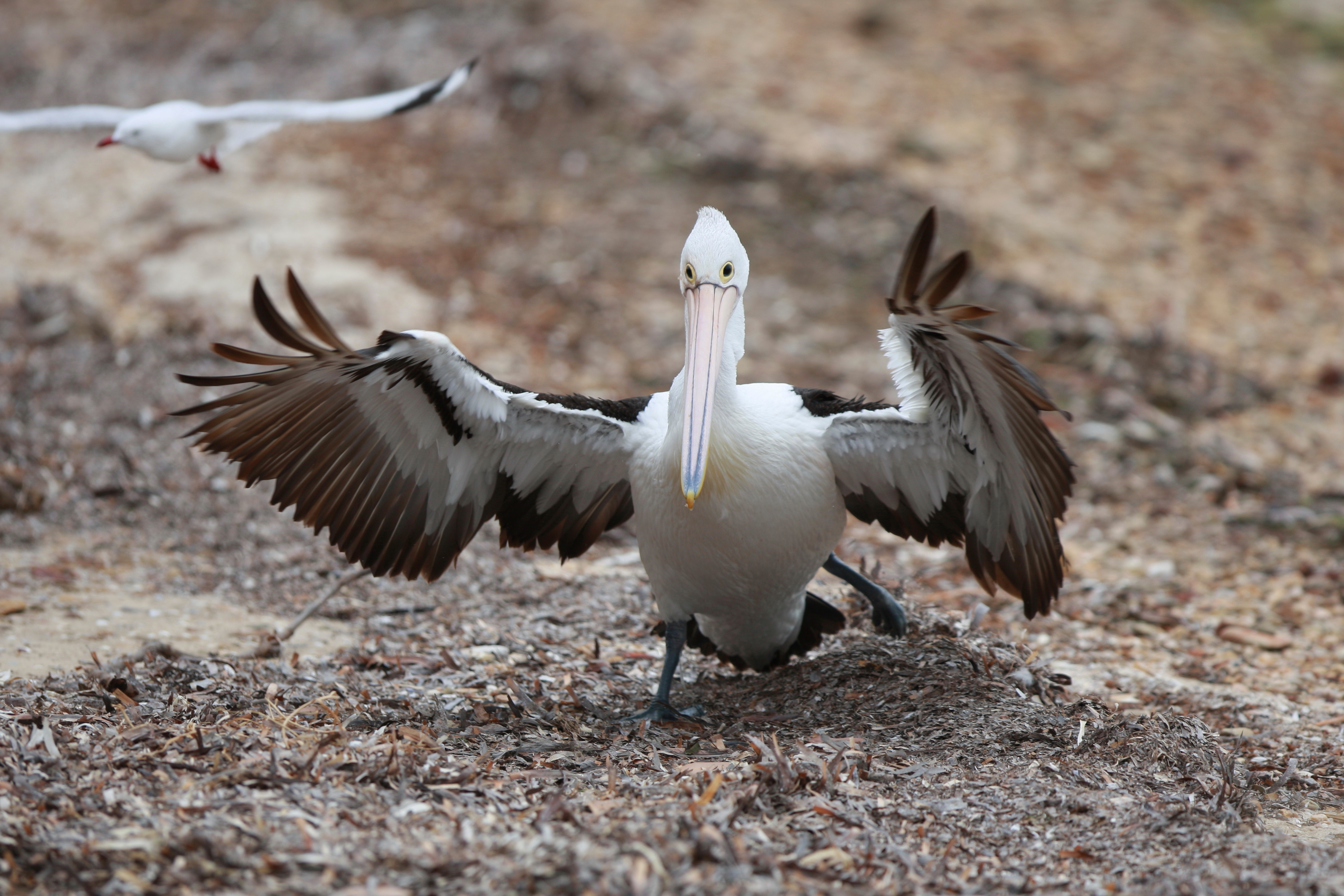 Australia_Wildlife_95